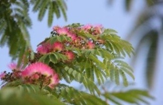 Afbeelding Perzische Slaapboom 'Rosea' - Albizia julibrissin 'Rosea'