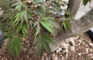 Afbeelding Japanse esdoorn - Acer palmatum 'Matsukaze'