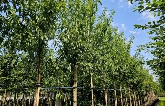 Afbeelding Amandel 'Robijn' - Prunus dulcis 'Robijn'