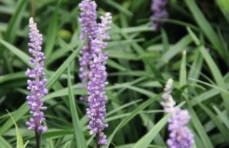 Afbeelding Leliegras - Liriope muscari