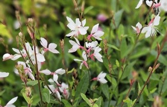 Afbeelding Lindheimers prachtkaars - Gaura lindh. 'Whirling Butterflies'