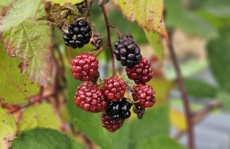 Afbeelding Doornloze braam 'Triple Crown' - Rubus fruticosus 'Triple Crown'