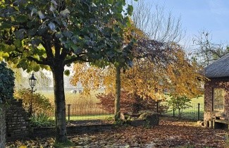 Afbeelding Treur haagbeuk - Carpinus betulus 'Pendula'