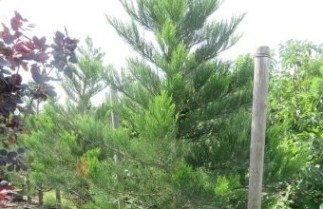 Afbeelding Mammoetboom 'Greenpeace' - Sequoiadendron giganteum 'Greenpeace'