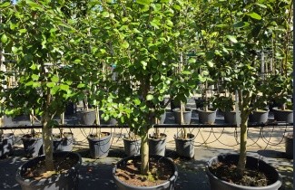 Afbeelding blauwe pruim - Prunus domestica 'President'