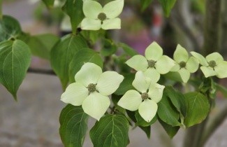 Afbeelding Japanse grootbloemige kornoelje 'Schmetterling' - Cornus kousa 'Schmetterling'