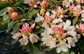 Afbeelding Rododendron 'Golden Torch' - Rododendron yakushimanum 'Golden Torch'