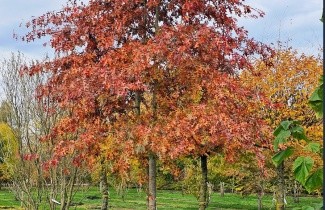 Afbeelding Moeraseik - Quercus palustris