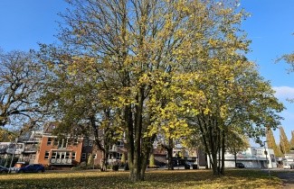 Afbeelding Noorse Esdoorn - Acer platanoides