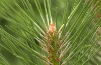 Afbeelding Oostenrijkse Den - Pinus nigra 'Nigra'