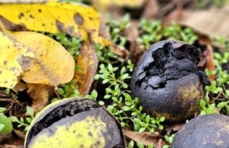 Afbeelding Zwarte Notenboom - Juglans nigra