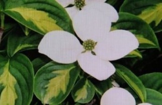 Afbeelding Japanse grootbloemige kornoelje 'Gold Star' - Cornus kousa 'Gold Star'