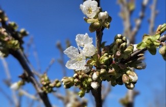 Afbeelding Kers 'Bigarreau Napoleon' - Prunus avium 'Bigarreau Napoleon'