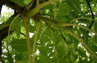Afbeelding Es 'Jaspidea' - Fraxinus excelsior 'Jaspidea'