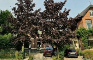 Afbeelding Roodbladige Noorse Esdoorn 'Royal Red' - Acer platanoides 'Royal Red'