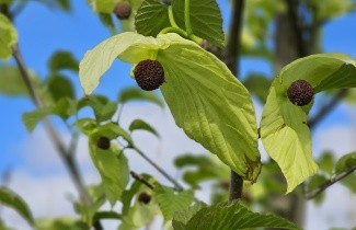 Afbeelding Vaantjesboom 'Sonoma' - Davidia involucrata 'Sonoma'