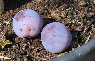 Afbeelding Pruim 'Reine Claude d'Althan' - Prunus domestica 'Reine Claude d'Althan'