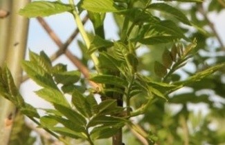 Afbeelding Es, spil - Fraxinus excelsior