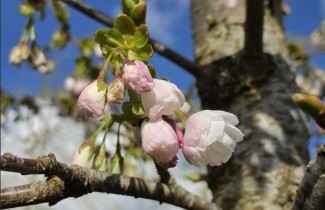 Afbeelding Japanse sierkers 'Shirotae' - Prunus serrulata 'Shirotae'