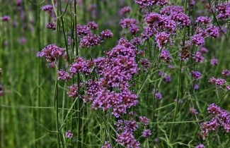 Afbeelding IJzerhard - Verbena bonariensis