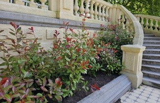 Afbeelding Glansmispel 'Red Robin' - Photinia fraseri 'Red Robin'