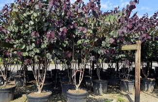 Afbeelding Amerikaanse Judasboom - Cercis canadensis 'Forest Pansy'