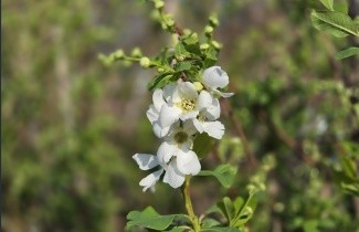 Afbeelding Parelstruik 'The Bride' - Exochorda macrantha 'The Bride'