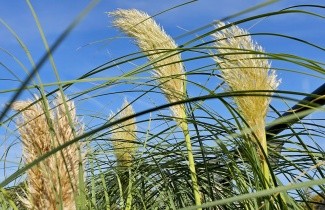Afbeelding Pampasgras 'Pumila' - Cortaderia selloana 'Pumila'
