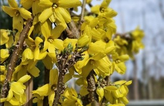 Afbeelding Chinees klokje  'Goldrausch' - Forsythia 'Goldrausch'