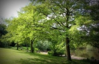Afbeelding Zwarte Els 'Laciniata'  - Alnus glutinosa 'Laciniata'
