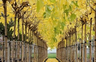 Afbeelding Witte Moerbei - Morus alba 'Fruitless' - dakvorm