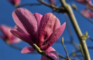 Afbeelding Magnolia 'Galaxy' - Magnolia 'Galaxy'