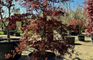 Afbeelding Japanse Esdoorn 'Tamukeyama' - Acer palmatum dissectum 'Tamukeyama'