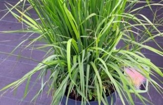 Afbeelding Pijpestrootje 'Karl Foerster' - Molinia arundinacea 'Karl Foerster'