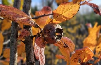 Afbeelding Mispel - Mespilus germanica
