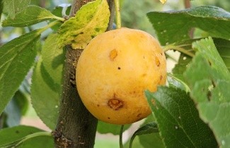 Afbeelding Pruim 'Mirabelle de Nancy' - Prunus domestica 'Mirabelle de Nancy'