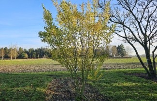 Afbeelding Haagliguster - Ligustrum ovalifolium