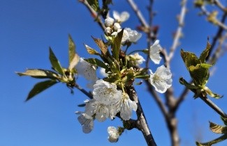 Afbeelding Kers 'Early Rivers' - Prunus avium 'Early Rivers'