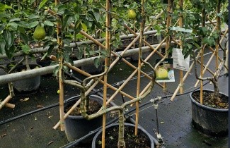 Afbeelding Handpeer 'Williams' - Pyrus communis 'Williams'