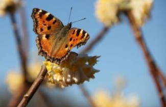 Afbeelding Papierstruik 'Winter Liebe' - Edgeworthia chrysantha 'Winter Liebe'