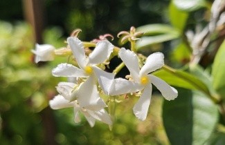 Afbeelding Toscaanse jasmijn - Trachelospermum jasminoides