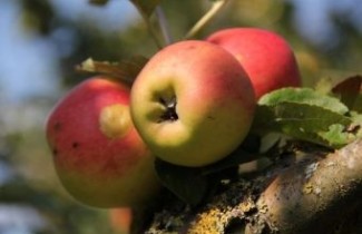 Afbeelding Appel 'Groninger Kroon' - Malus domestica 'Groninger Kroon'