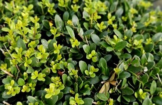 Afbeelding Japanse hulst 'Dark Green' - Ilex crenata 'Dark Green'