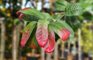 Afbeelding Krentenboompje 'Rainbow Pillar' - Amelanchier canadensis 'Rainbow Pillar'