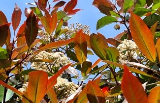Afbeelding Glansmispel 'Red Robin' - Photinia fraseri 'Red Robin'