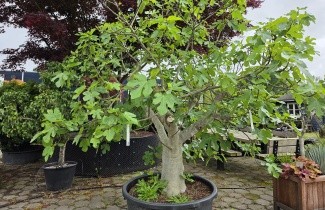 Afbeelding Vijg 'Brown Turkey' - Ficus carica 'Brown Turkey'