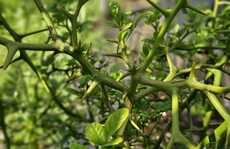 Afbeelding Wilde citrus - Poncirus trifoliata