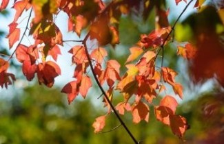 Afbeelding Drietandesdoorn - Acer buergerianum