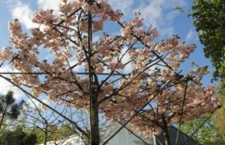 Afbeelding Japanse sierkers  - Prunus serrulata 'Shirofugen'