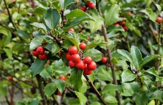 Afbeelding Blauwe hulst 'Blue Princess' - Ilex meserveae 'Blue Princess'